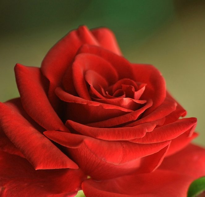 My Digital Creations FL